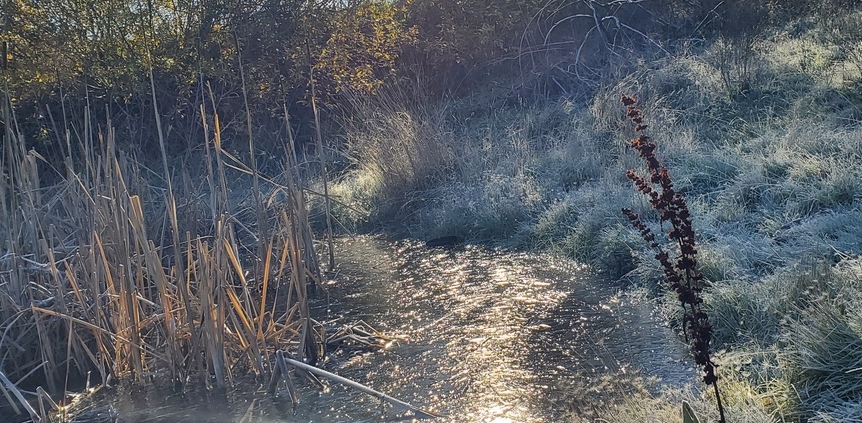 Frost on the pond, ashland 11/25/23