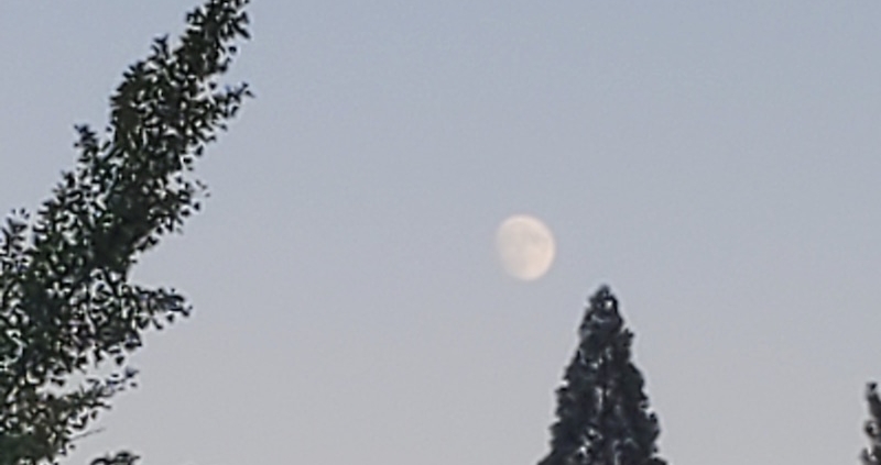 Moon over Trees